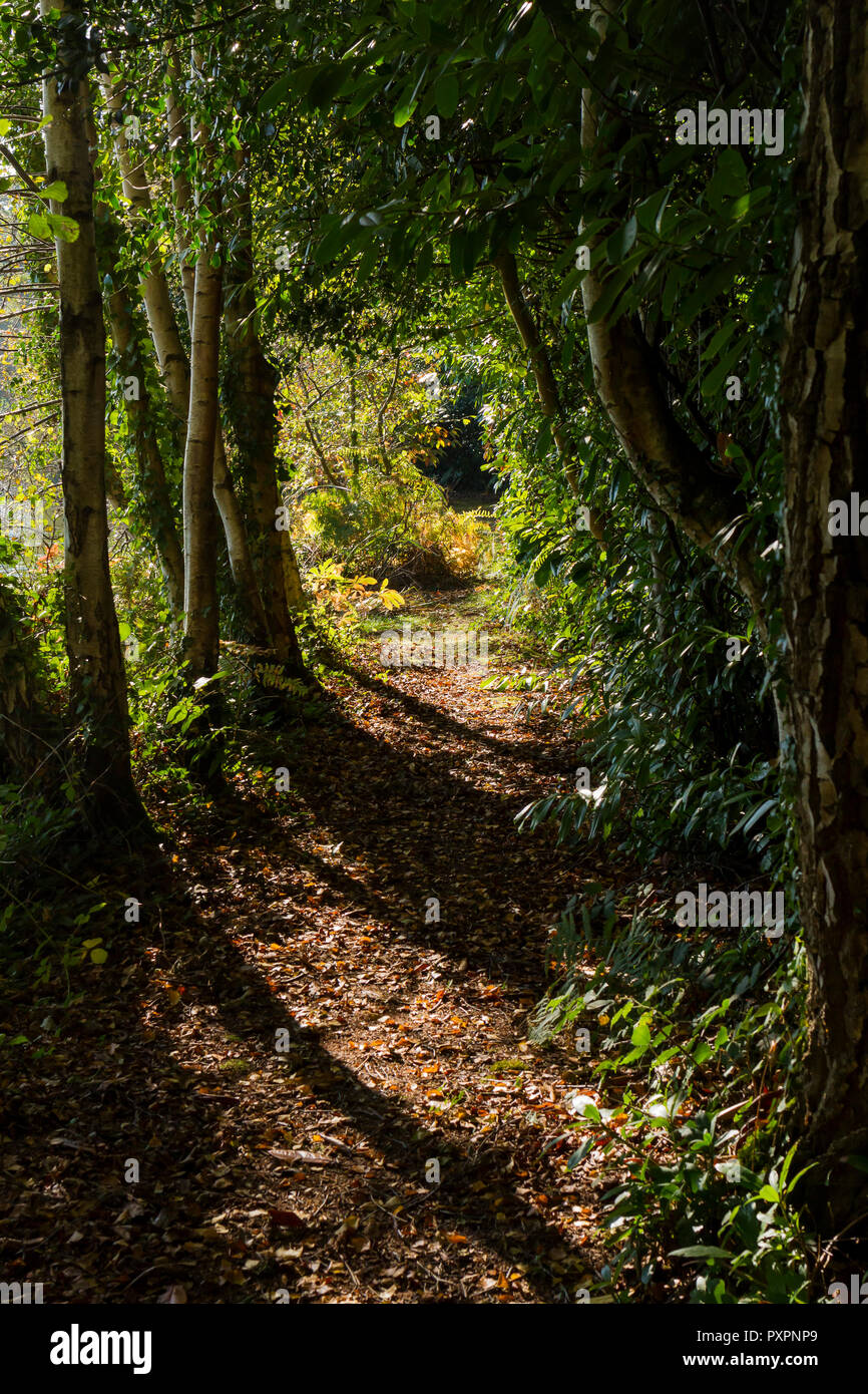 Bosco autunnale scena, formato verticale, Hampshire, Regno Unito Foto Stock