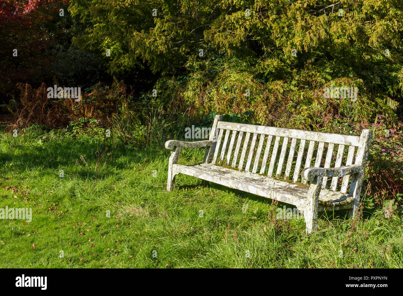 Svuotare panca in legno sull'erba da alberi e fogliame, luogo ideale dove sedersi e riposare in una tranquilla posizione, Regno Unito Foto Stock