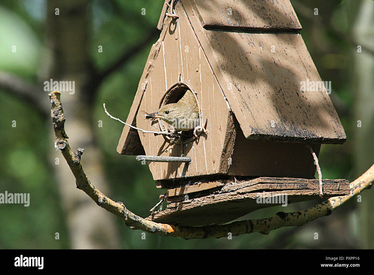 La casa Wren (Troglodytes aedon) è stato chiamato tempo fa per la sua tendenza a nido intorno abitazioni umane o in birdhouses. Una familiarità backyard bird. Foto Stock