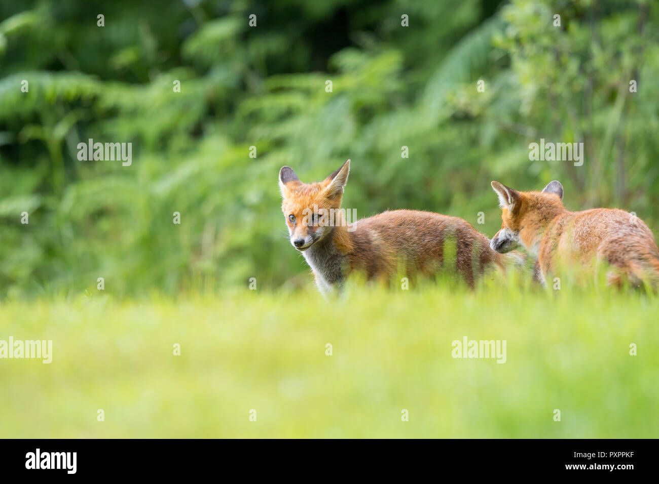 Vista ad angolo basso di due giovani volpi rosse del Regno Unito (Vulpes vulpes) nella campagna estiva, in piedi isolati in erba, dall'aspetto allarmante e divertente. Animali volpe. Foto Stock