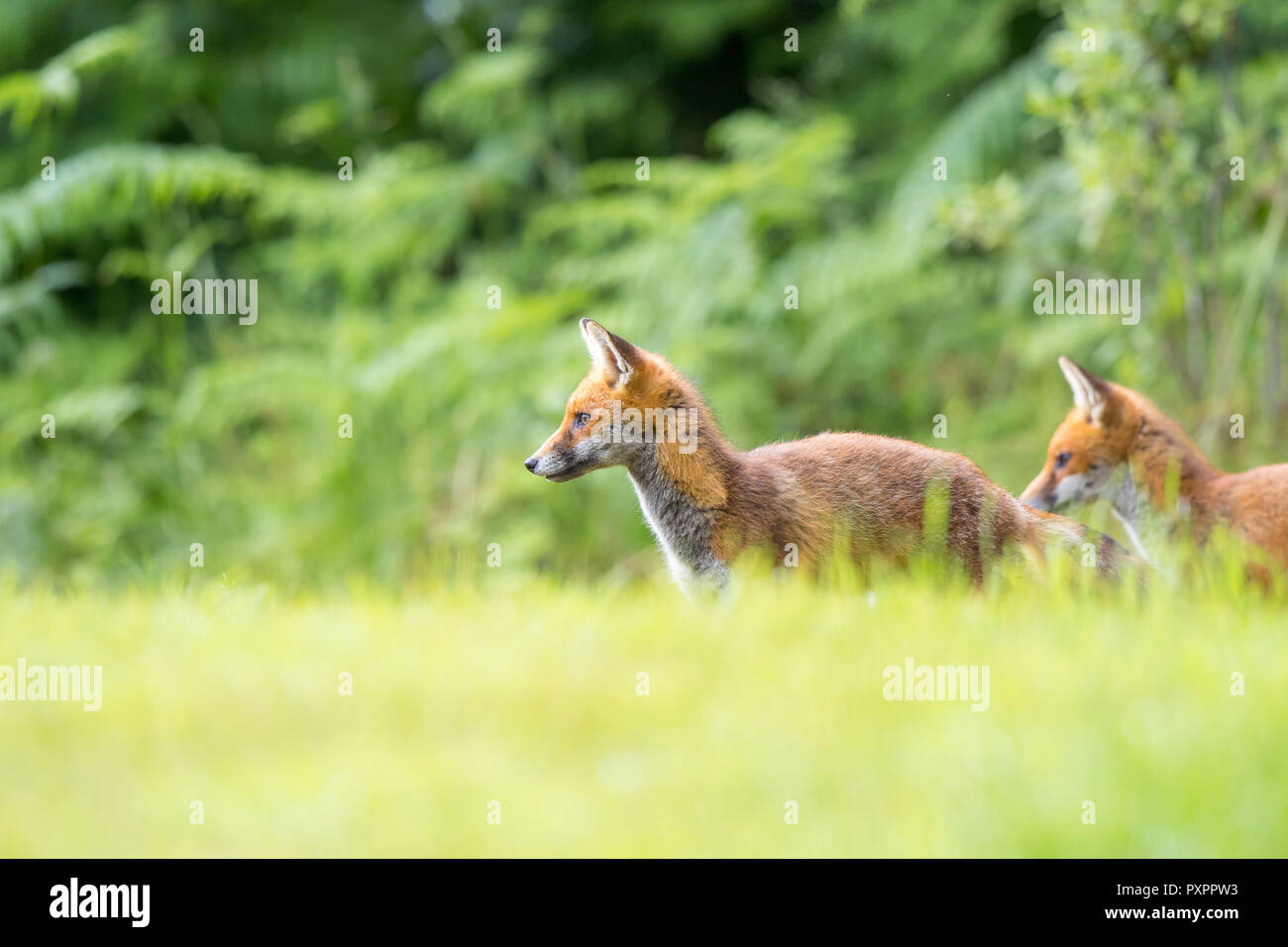 Vista laterale ad angolo basso di due fratelli giovani della volpe rossa del Regno Unito (Vulpes vulpes) nella campagna estiva, in piedi isolati in erba, guardando attento. Animali volpe. Foto Stock