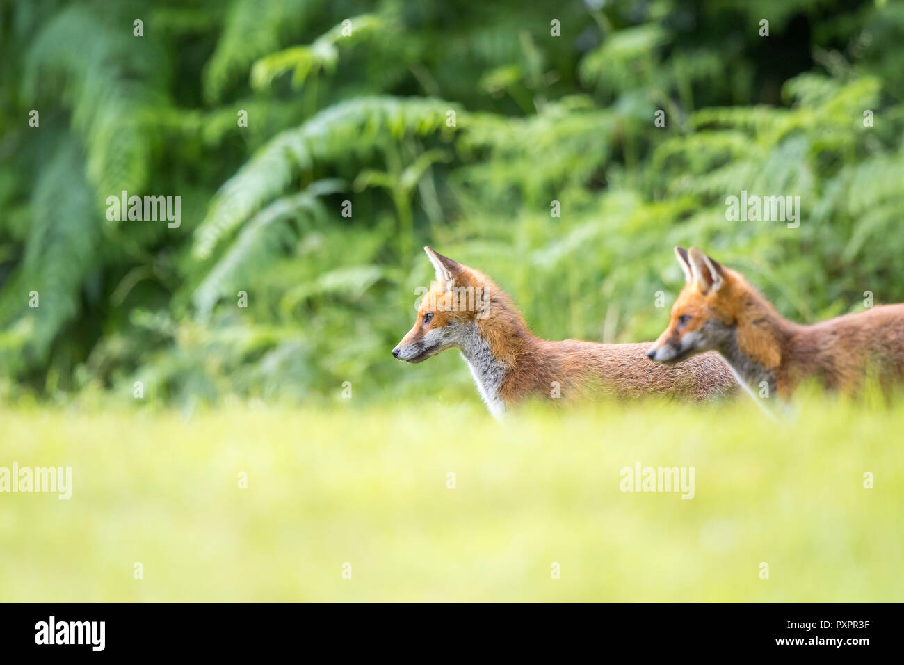 Angolo basso, vista laterale: coppia di giovani, wild volpi rosse (Vulpes vulpes vulpes) entrambi stava ancora cercando avviso in erba lunga, con naturale bosco del Regno Unito lo sfondo. Foto Stock