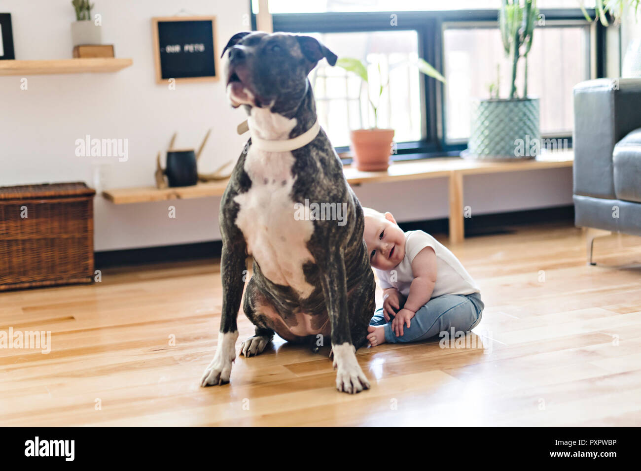 Baby ragazza seduta con pitbull sul pavimento Foto Stock