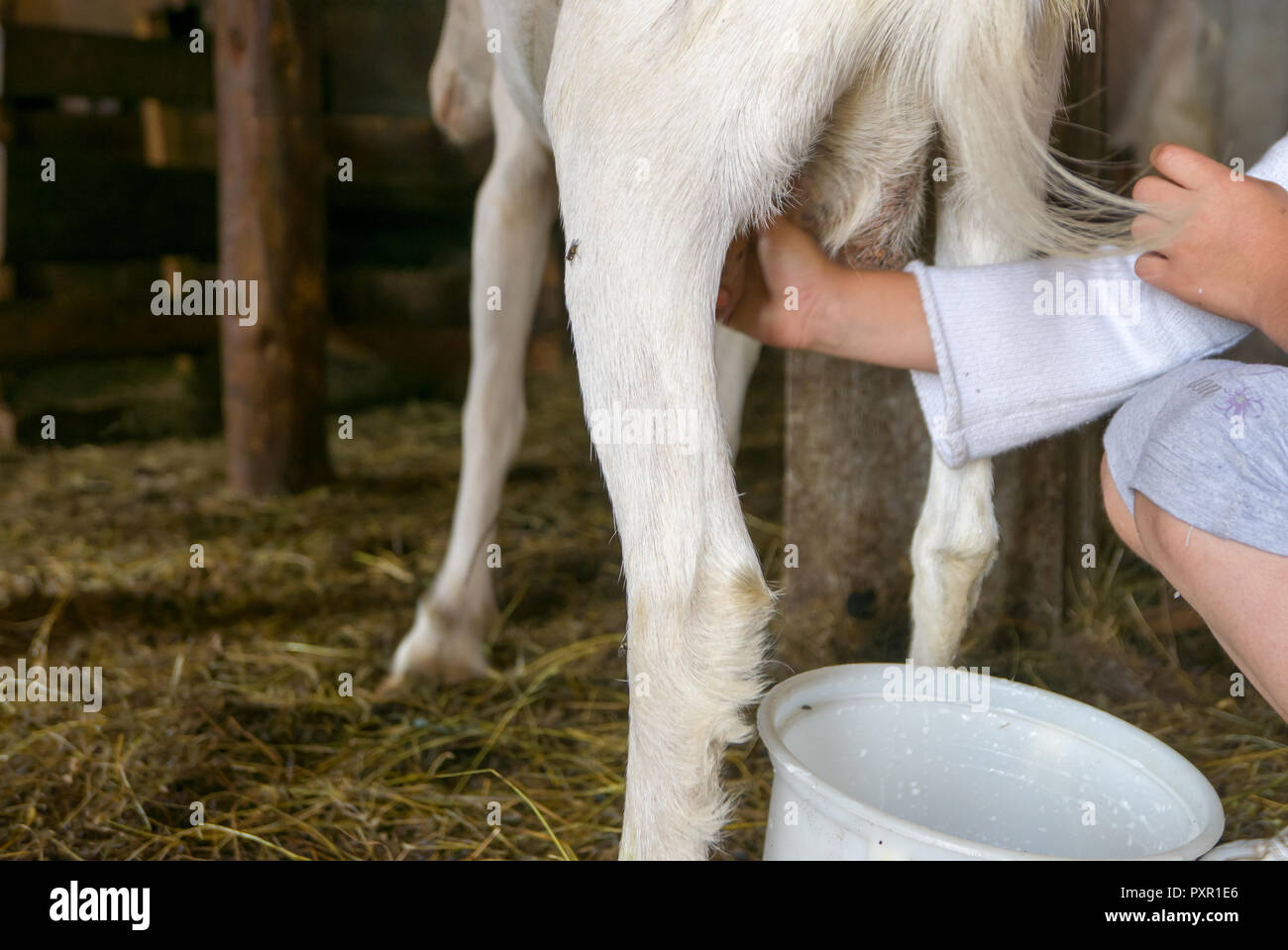 Mungitura di capre immagini e fotografie stock ad alta risoluzione - Alamy