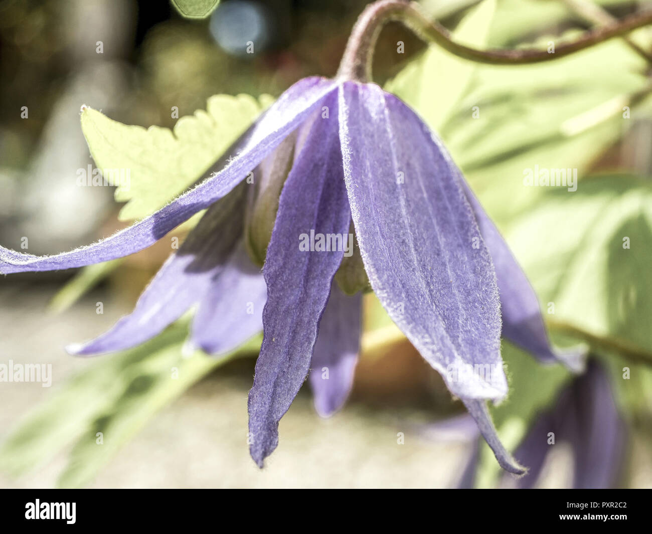 Blüte einer Clematis, Waldrebe, Familie der Hahnenfussgewächse (Ranunculaceae) Foto Stock