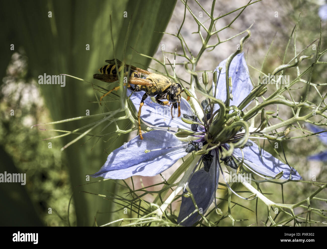 Vespa sul fiore di una Nigella damascena. Amore in una nebbia fiore, Baviera, Germania, Europa Foto Stock