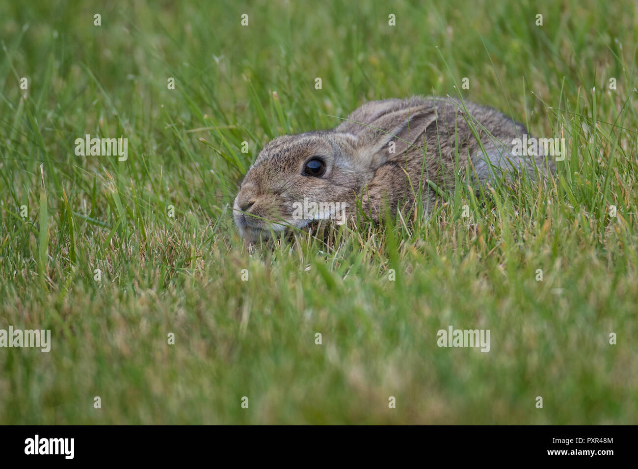 Coniglio europeo (oryctolagus cuniculus) accucciato giù in erba, Shetland, Scotland, Regno Unito Foto Stock