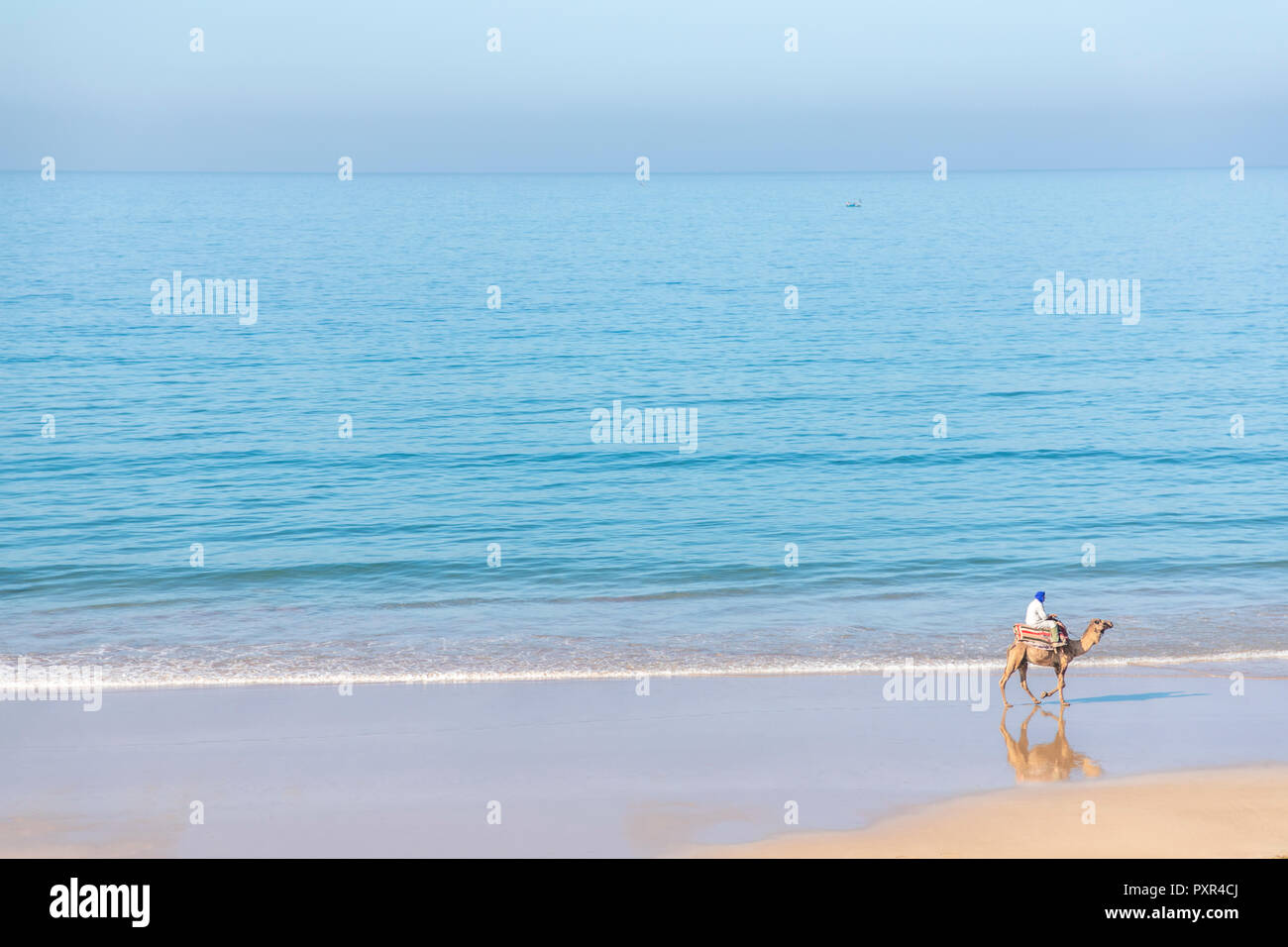 Il Marocco, l'uomo sul cammello in spiaggia Foto Stock