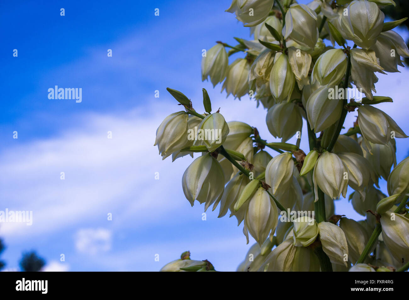 White Yucca filamentosa bush fiori, Adams ago, Spagnolo a baionetta, bear-erba, ago-palm, seta-erba, 1 cucchiaio di foglie di yucca nel parco vicino. Foto Stock