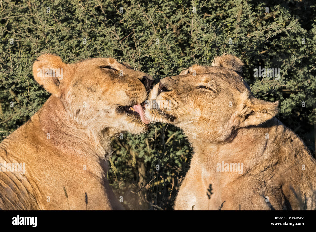 Il Botswana, Kgalagadi Parco transfrontaliero, toelettatura leonessa Foto Stock