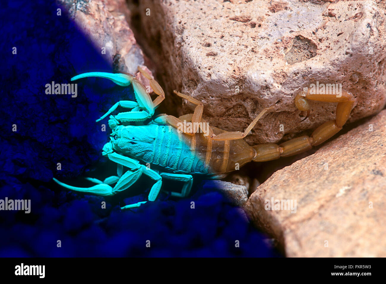 Corteccia Scorpion (Centruroides exilicauda) sotto sia visibile e la luce UV (composito, Arizona) Foto Stock