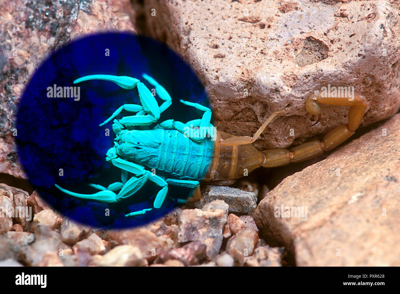 Corteccia Scorpion (Centruroides exilicauda) sotto sia visibile e la luce UV (composito, Arizona) Foto Stock