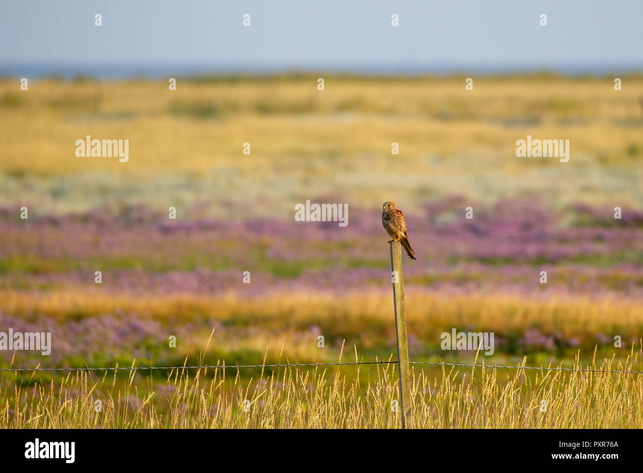Comune di gheppio (Falco tinnunculus) seduti su un palo da recinzione al Salt Marshes in Oriente Frisone Isola Juist nel Mare del Nord, Germania. Foto Stock