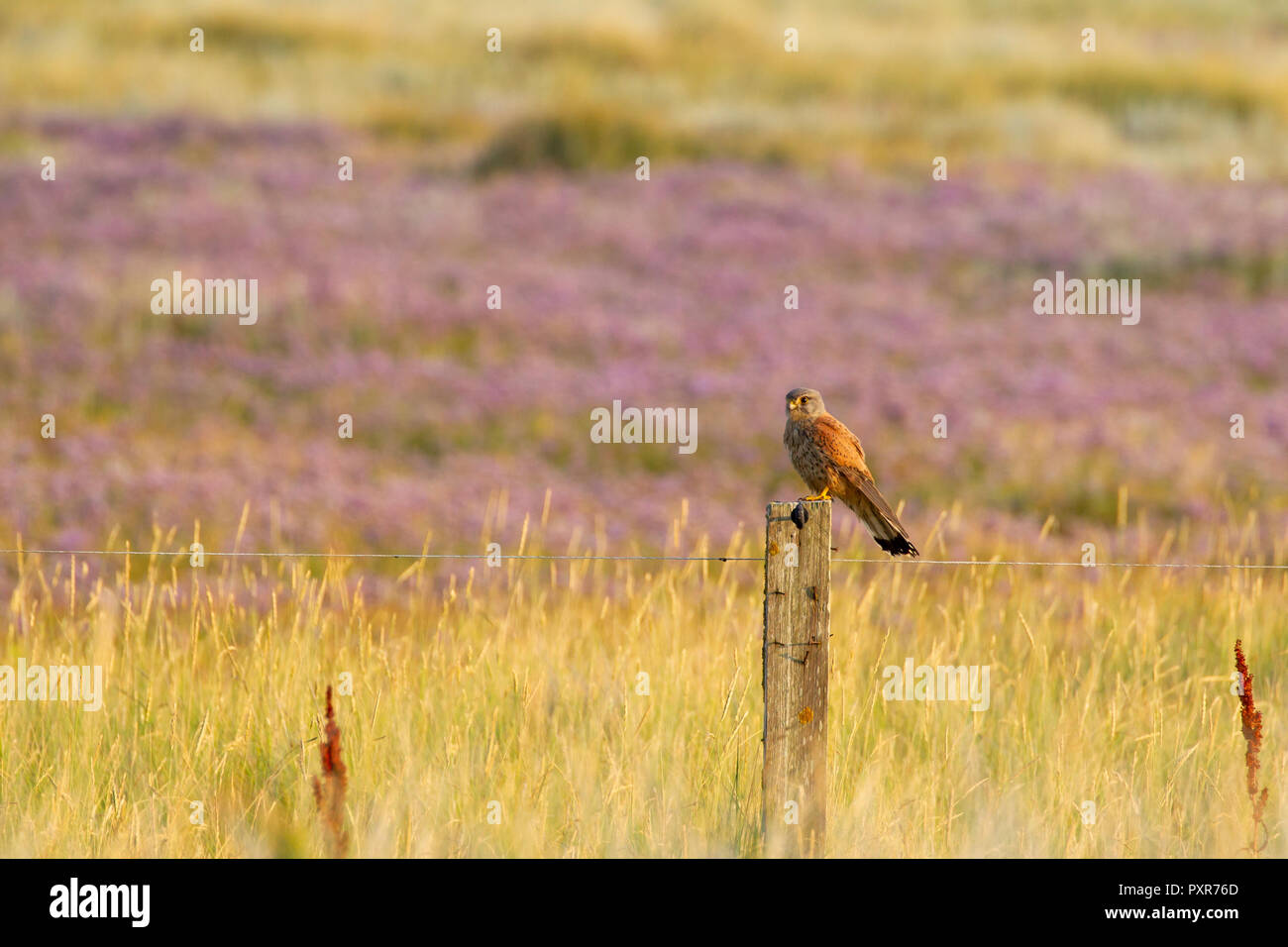 Comune di gheppio (Falco tinnunculus) seduti su un palo da recinzione al Salt Marshes in Oriente Frisone Isola Juist nel Mare del Nord, Germania. Foto Stock