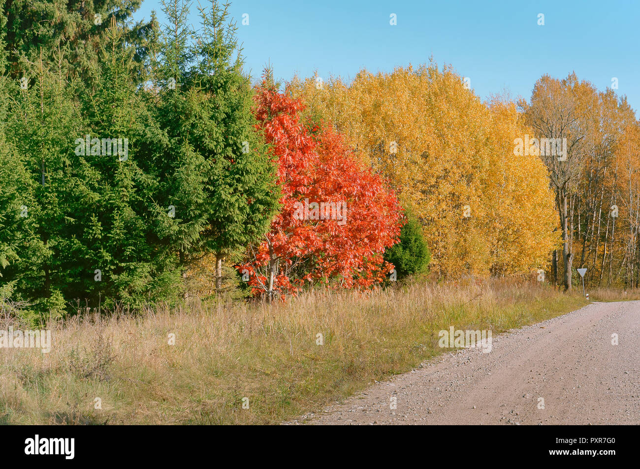 Rosso verde giallo alberi, strada forestale in foglie di autunno, paesaggio autunnale, sentiero forestale Foto Stock