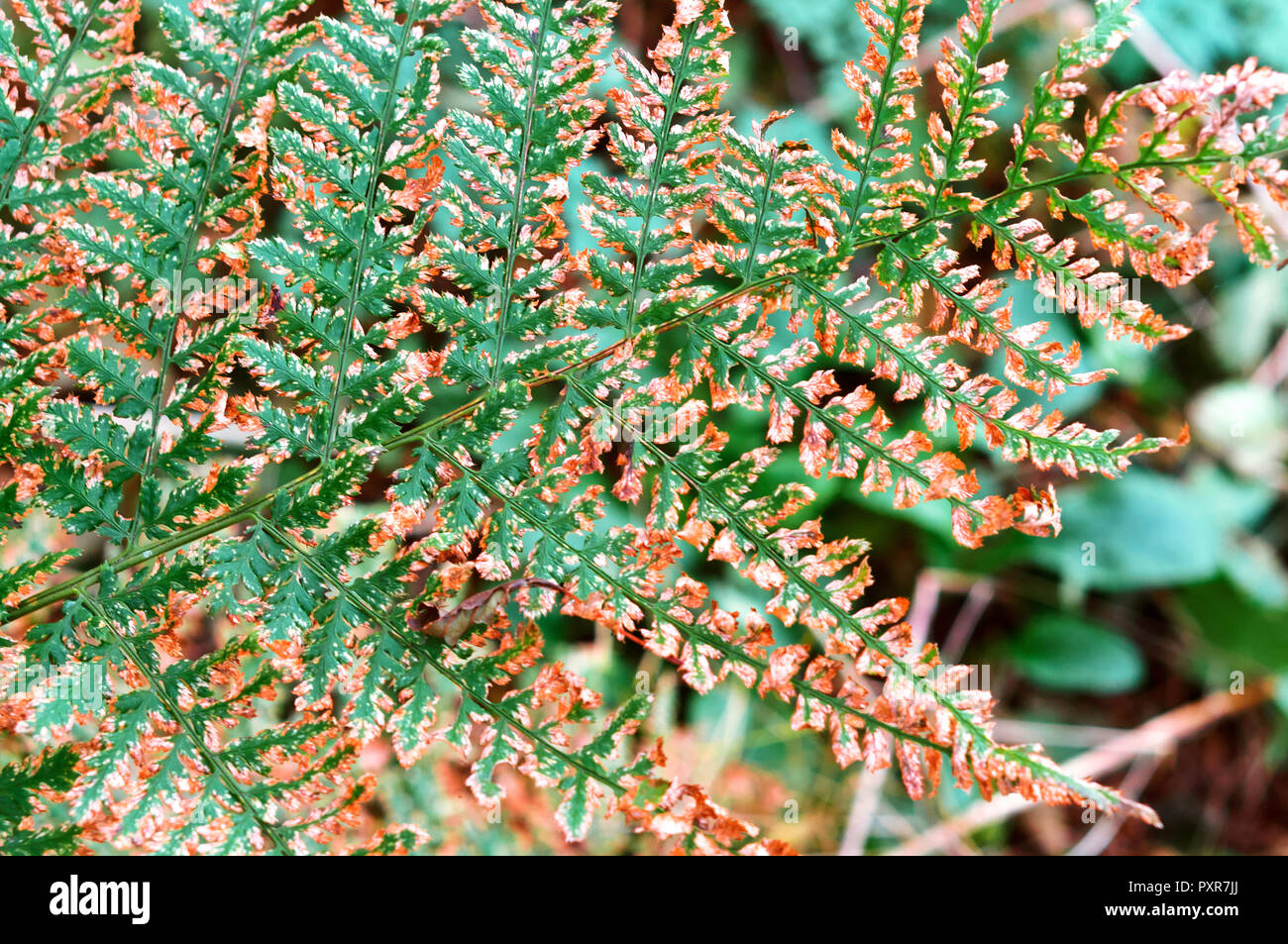 Verde di piante a foglia di felce, autunno appassiti foglia di felce Foto Stock