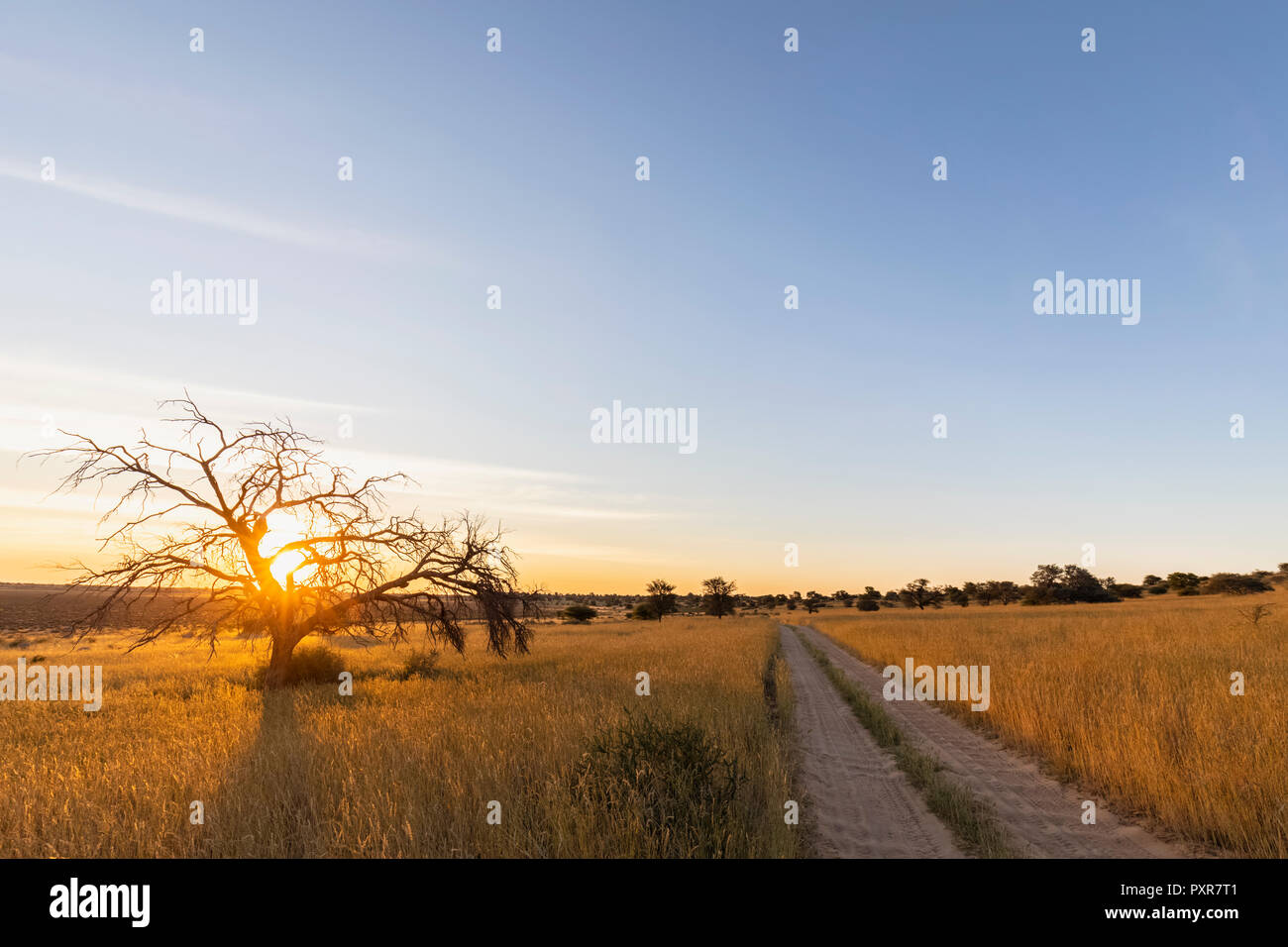 Il Botswana, Kgalagadi Parco transfrontaliero, il Kalahari, strada di ghiaia e camelthorns al tramonto Foto Stock