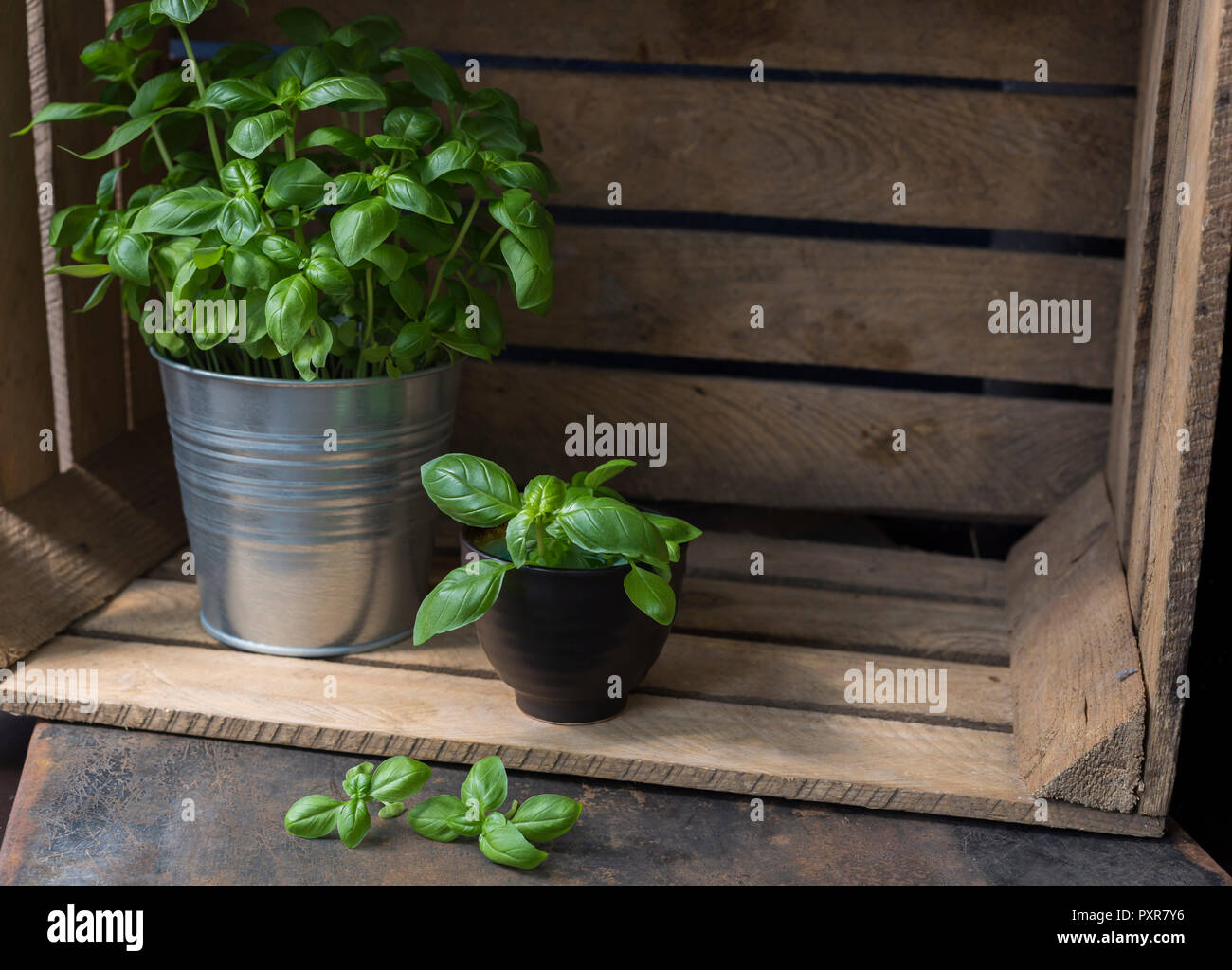 Vasi di basilico in cassetta di legno Foto Stock