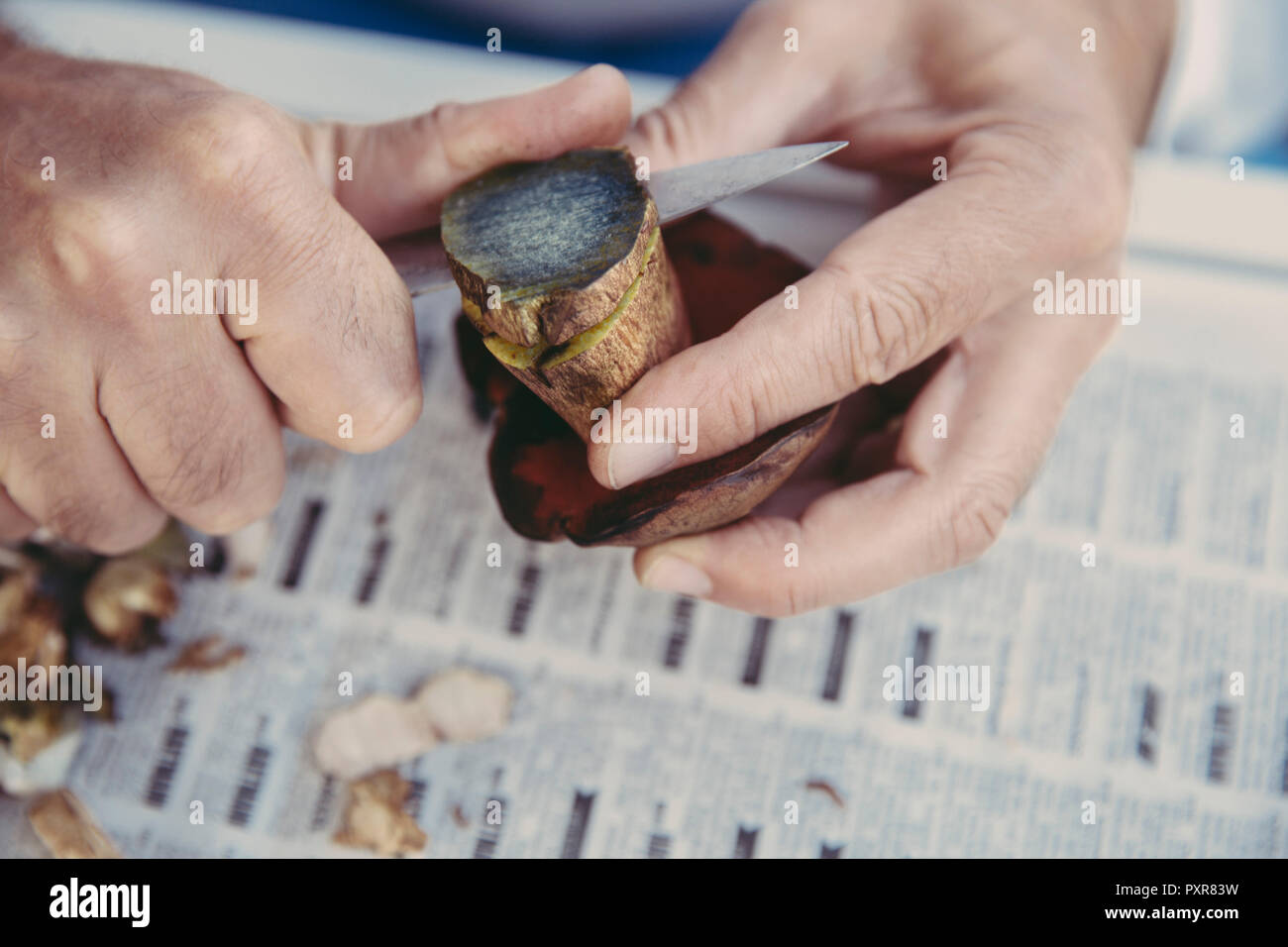 Mano d'uomo taglio bolete scarletina Foto Stock