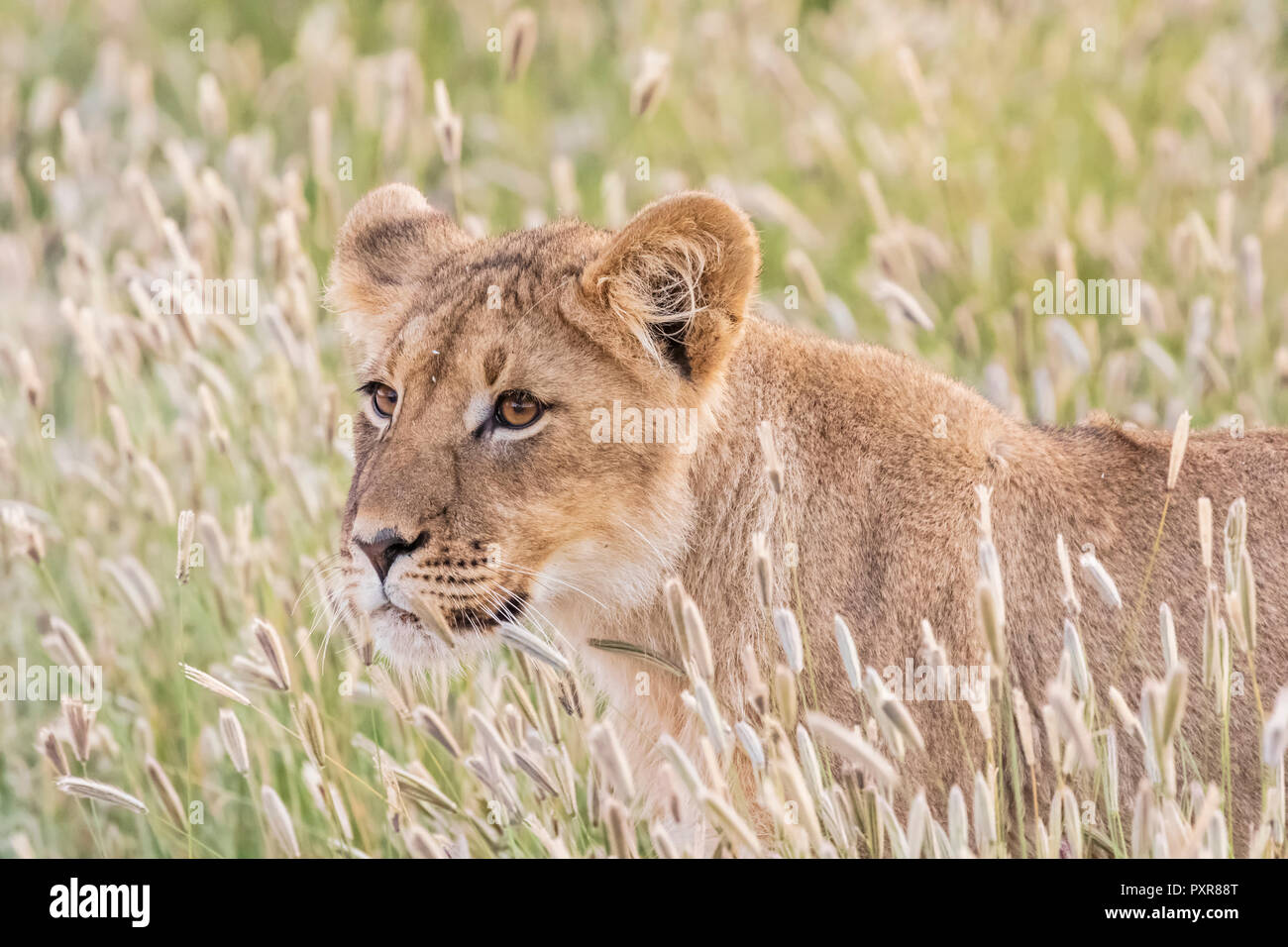 Il Botswana, Kgalagadi Parco transfrontaliero, giovane lion Panthera leo Foto Stock