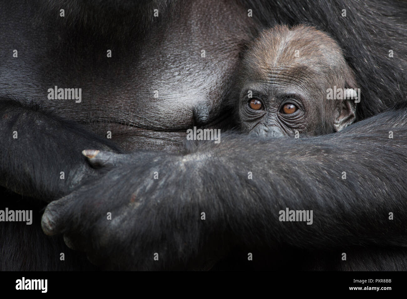 Baby Gorilla hinding nella madre di braccia Foto Stock