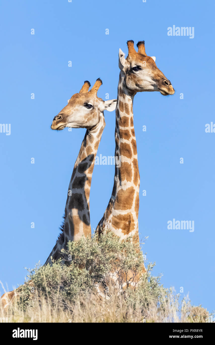 Africa, Botswana, Kgalagadi Parco transfrontaliero, giraffe Foto Stock