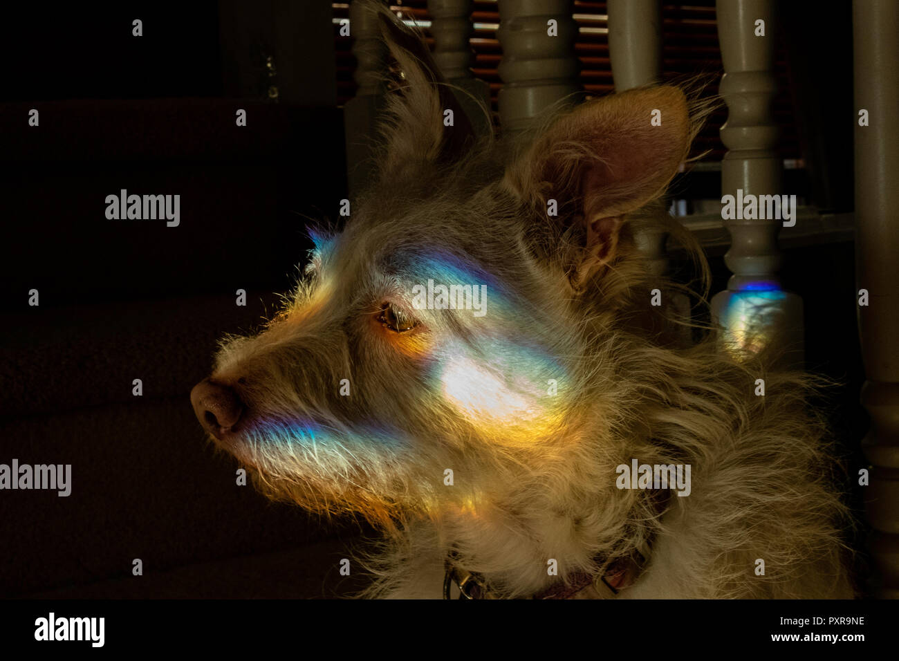 Questa è una foto del mio cane con un arcobaleno sul suo viso da porte di vetro in casa mia con le orecchie. Foto Stock