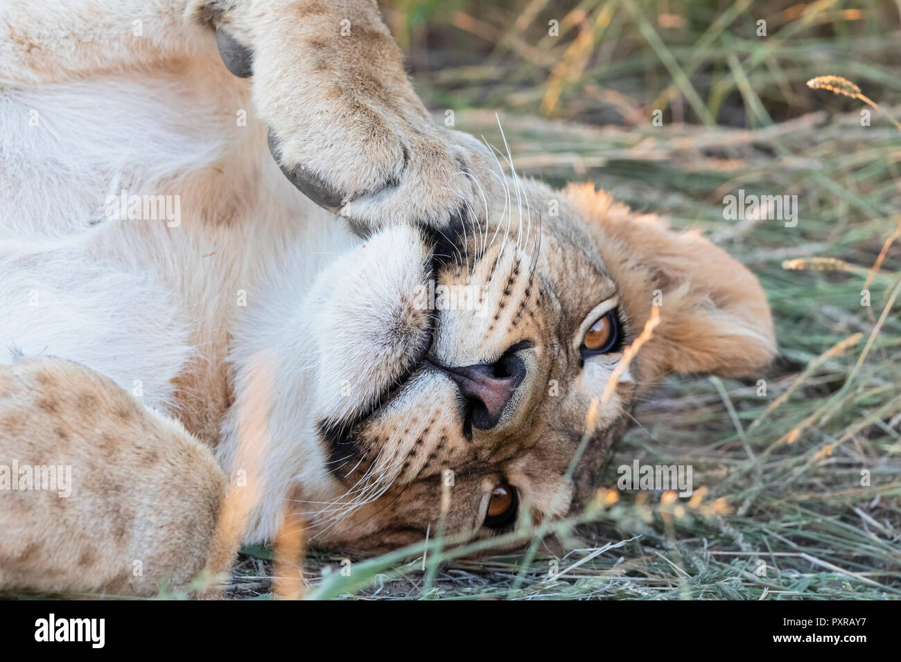 Il Botswana, Kgalagadi Parco transfrontaliero, lion Panthera leo, giovane animale giacente Foto Stock