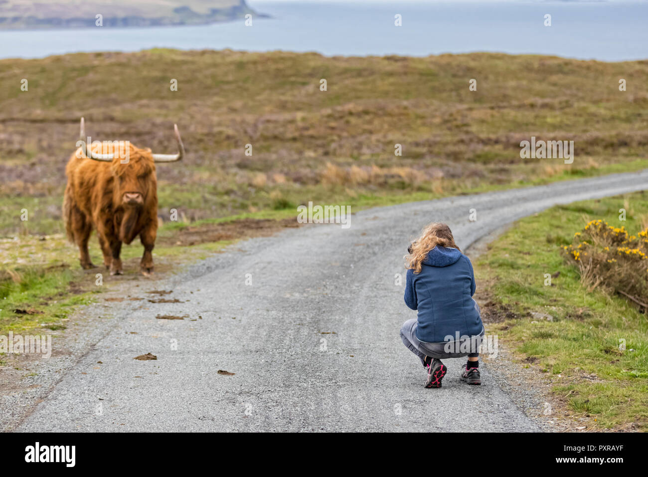 Regno Unito, Scozia, Ebridi Interne, Isola di Skye, turistica prendendo foto di Highland bovini Foto Stock