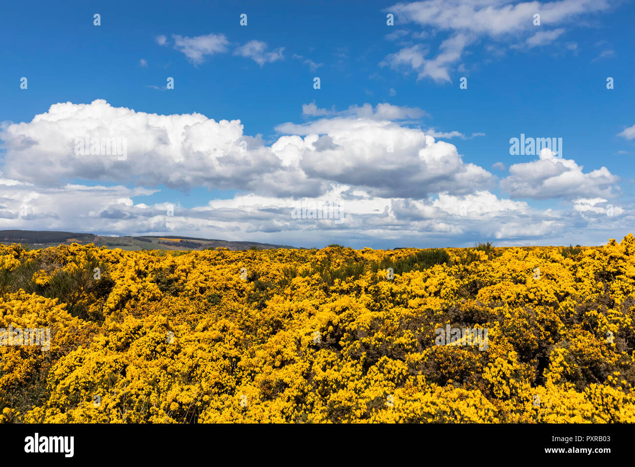 Regno Unito, Scozia, Inverness, ginestra arbusti Foto Stock