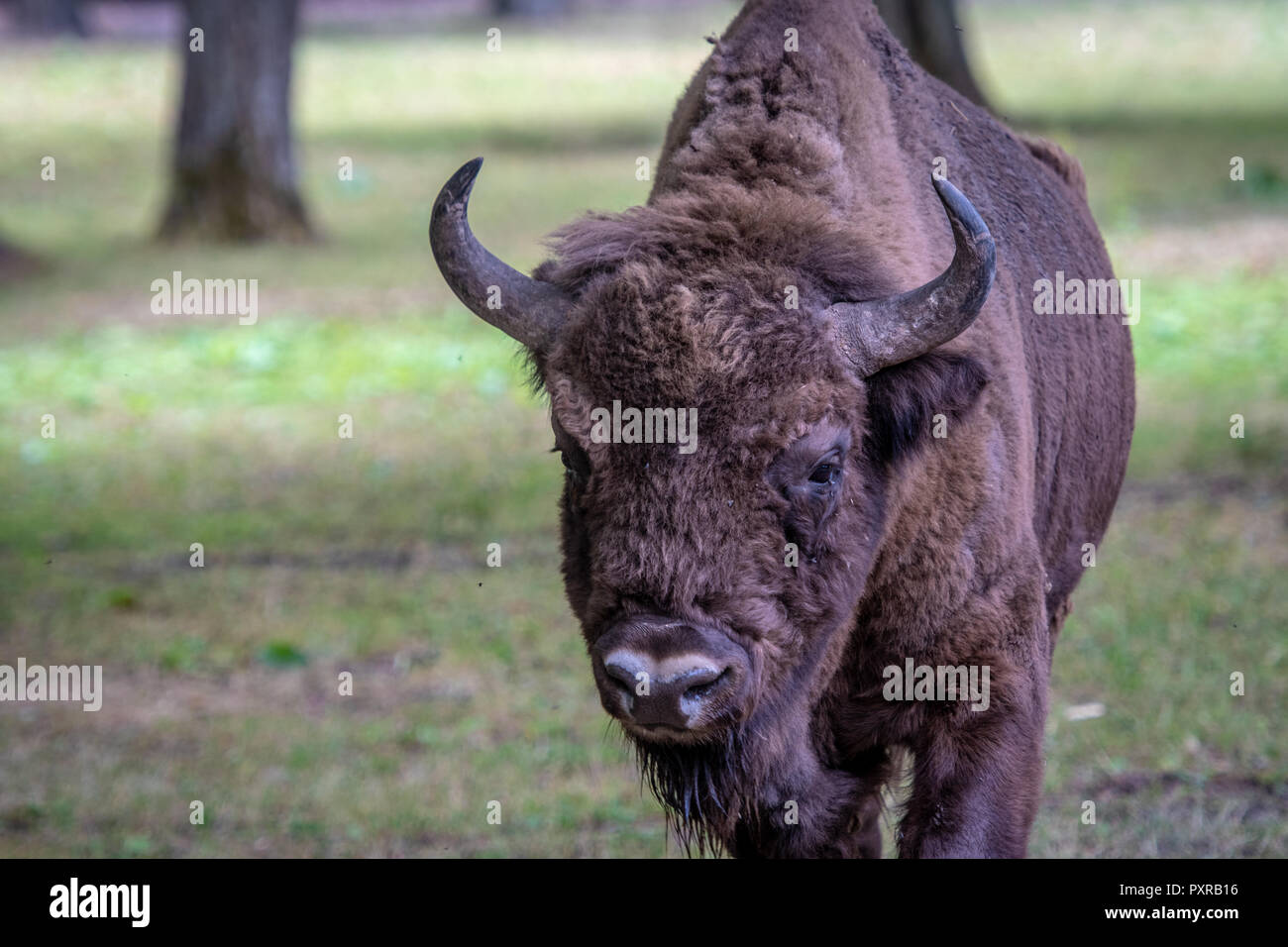 Un Europeo del legno (Bison bison bonasus) in Bialowieza, Polonia Foto Stock