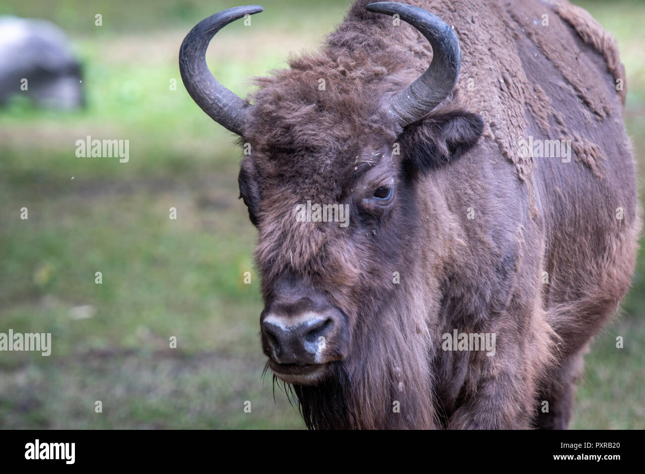 Un Europeo del legno (Bison bison bonasus) in Bialowieza, Polonia Foto Stock