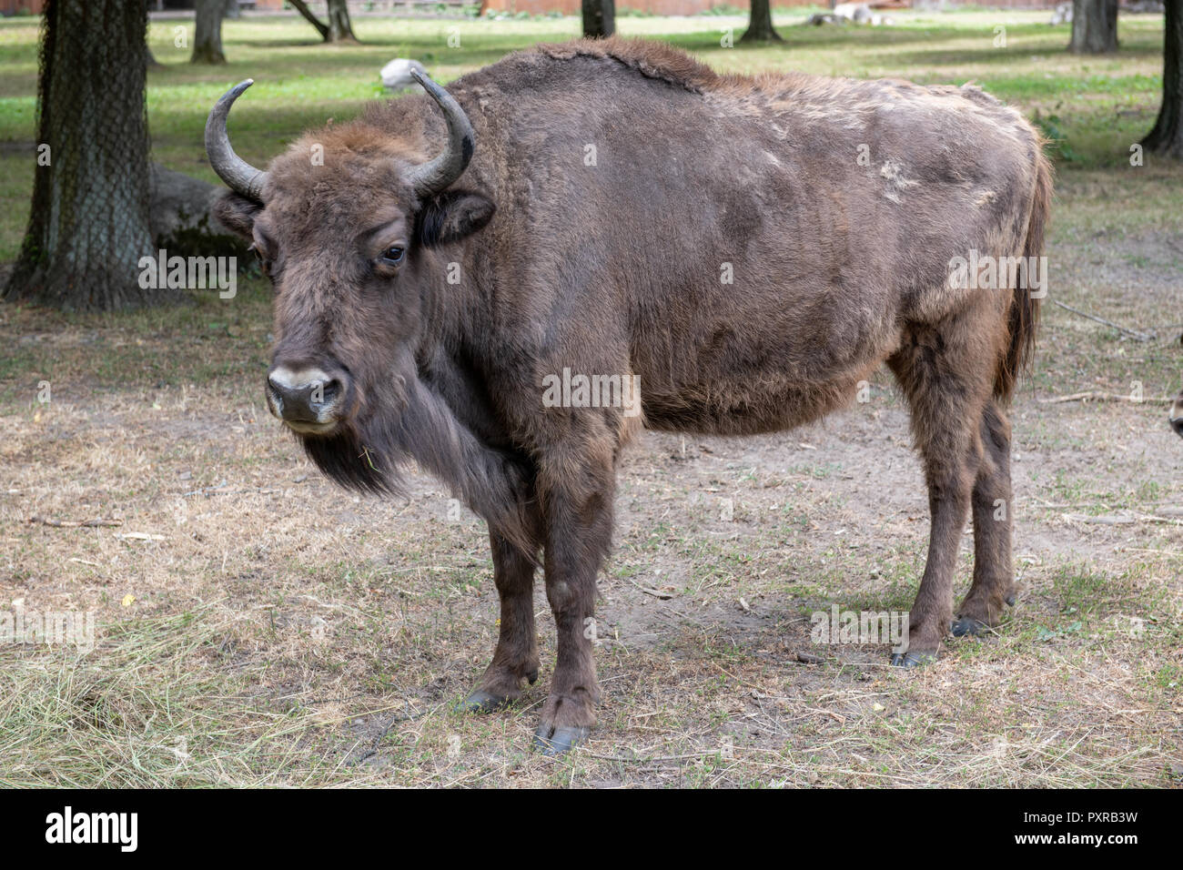 Un Europeo del legno (Bison bison bonasus) in Bialowieza, Polonia Foto Stock