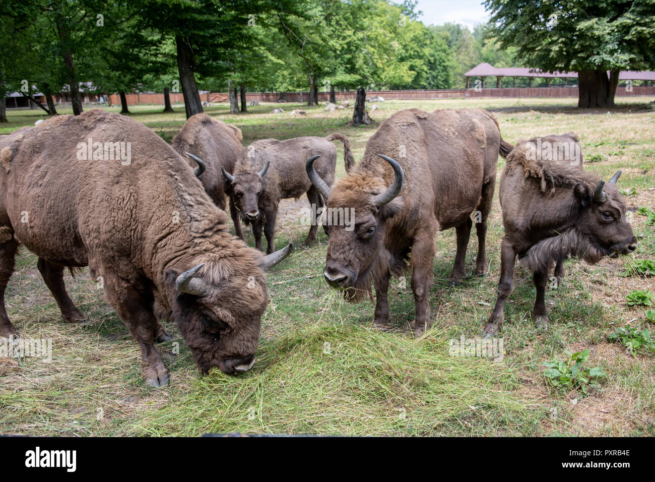 Europeo del legno (Bison bison bonasus) pascolano in Bialowieza, Polonia Foto Stock