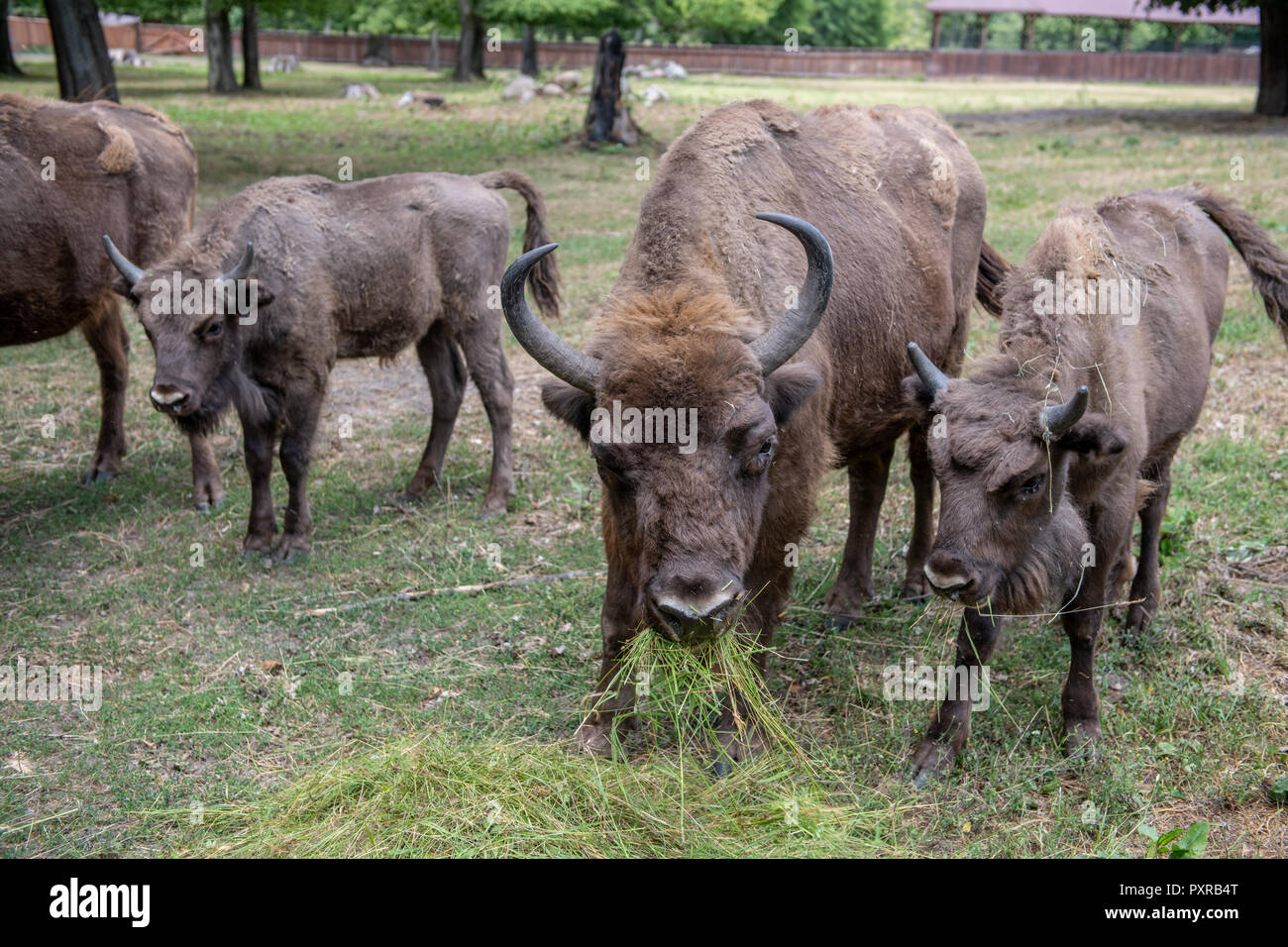 Europeo del legno (Bison bison bonasus) pascolano in Bialowieza, Polonia Foto Stock