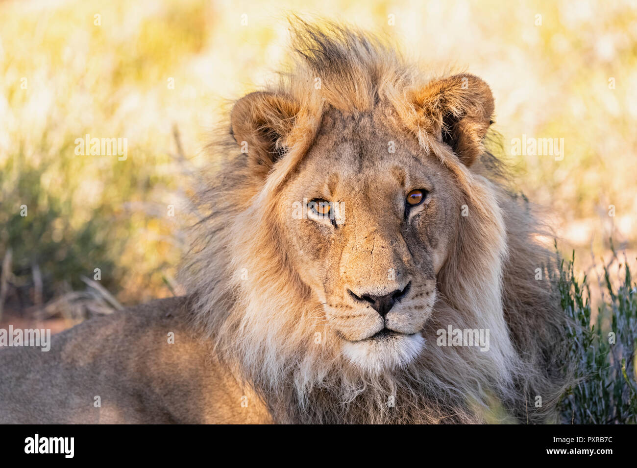 Il Botswana, Kgalagadi Parco transfrontaliero, ritratto maschile di lion Panthera leo Foto Stock