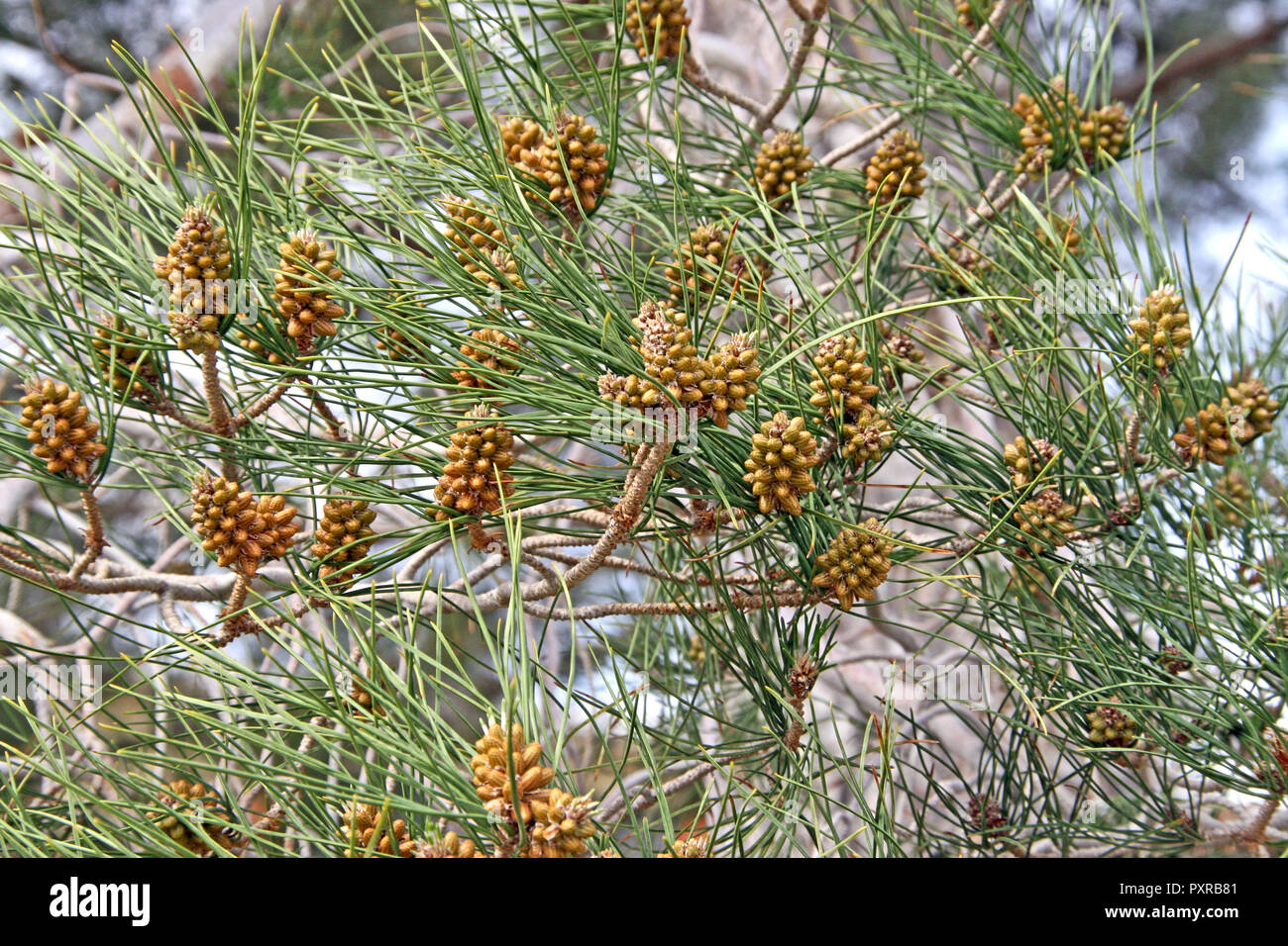 Gruppo di cluster di baby New crescente pigne Foto Stock
