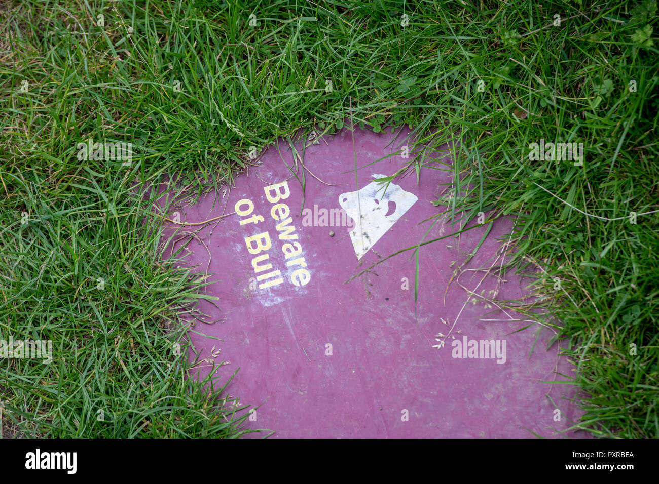 "Attenzione di Bull' Castle Howard , Yorkshire, Regno Unito Foto Stock