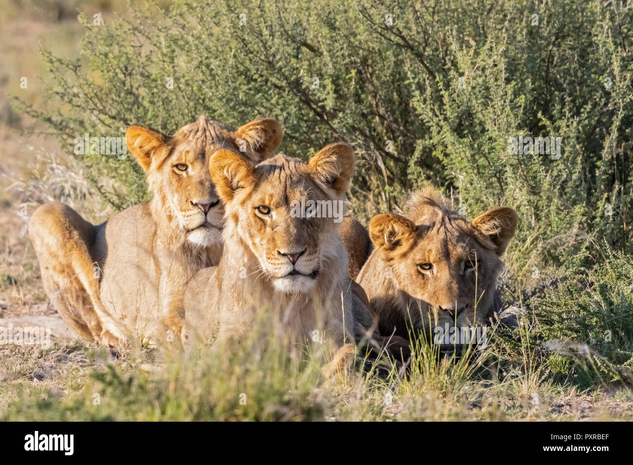 Il Botswana, Kgalagadi Parco transfrontaliero, orgoglio dei leoni Foto Stock