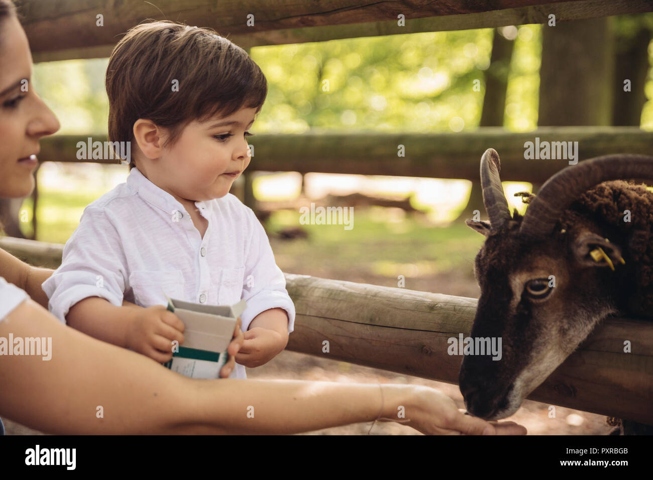 La madre e il piccolo figlio di capra di alimentazione nel parco selvatico Foto Stock