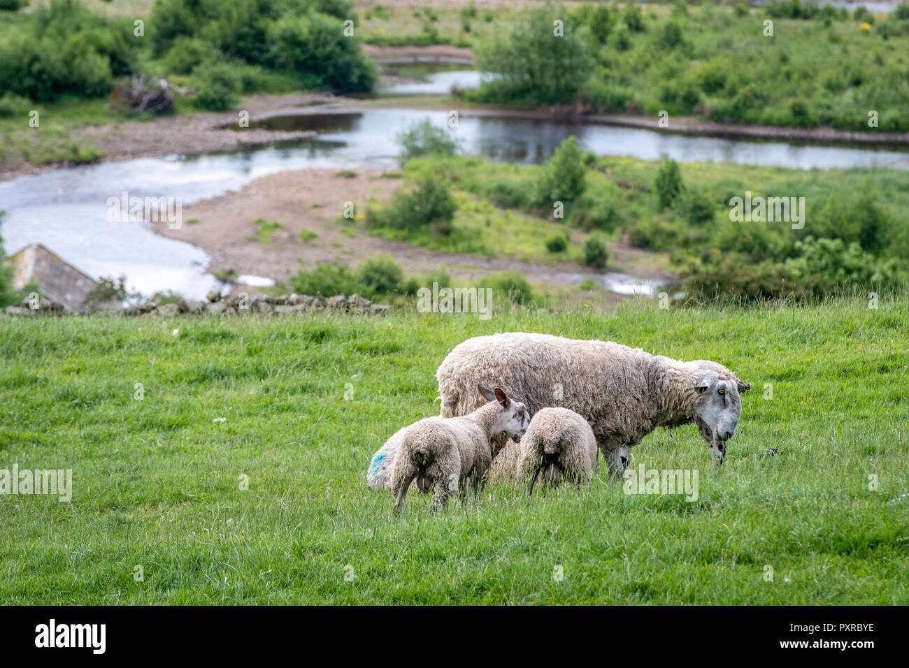 Una pecora e il suo giovane agnelli pascolano nel loro pascolo Swaledale, Yorkshire Dales National Park, Regno Unito Foto Stock
