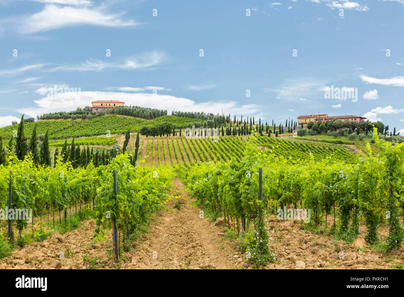 L'Italia, Toscana, Monsummano Terme, vigneto Foto Stock