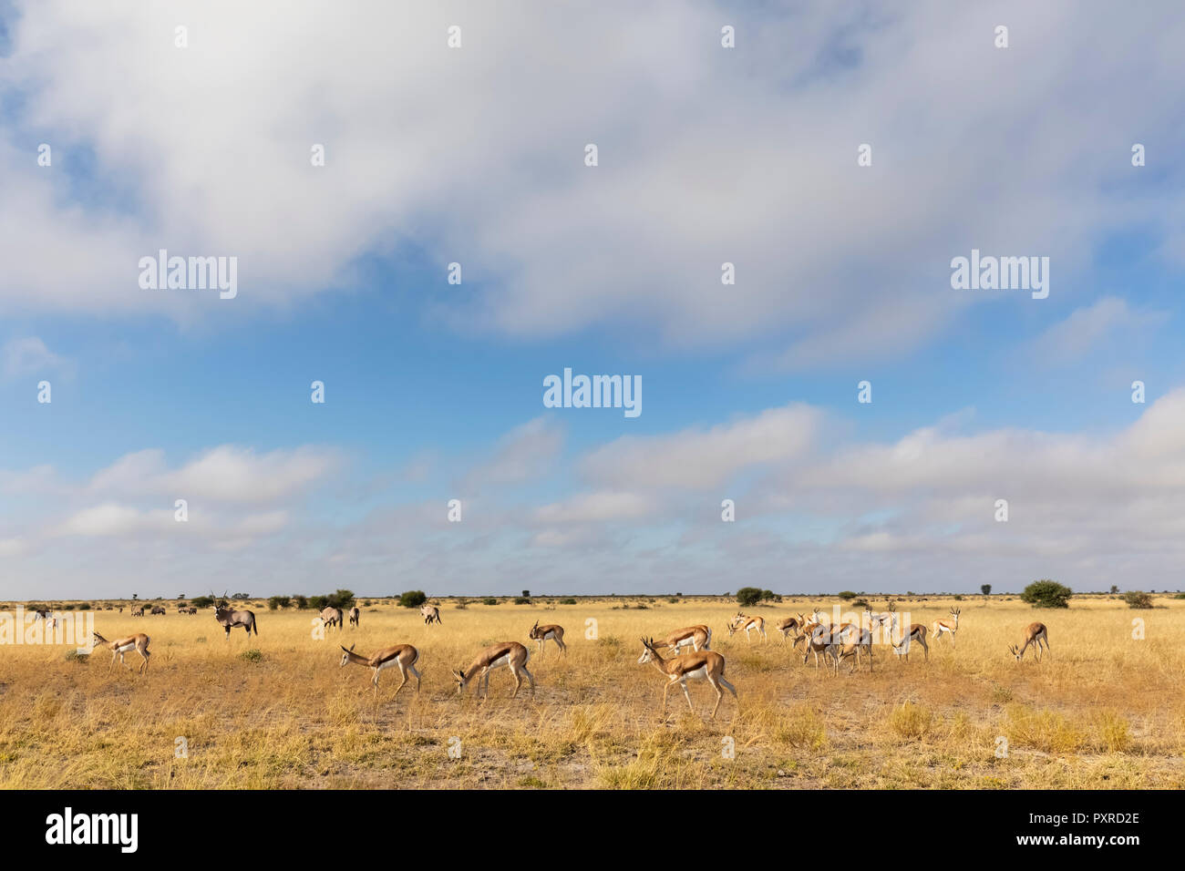 Il Botswana, il Kalahari, Central Kalahari Game Reserve, Gemsboks, Oryx gazella Foto Stock