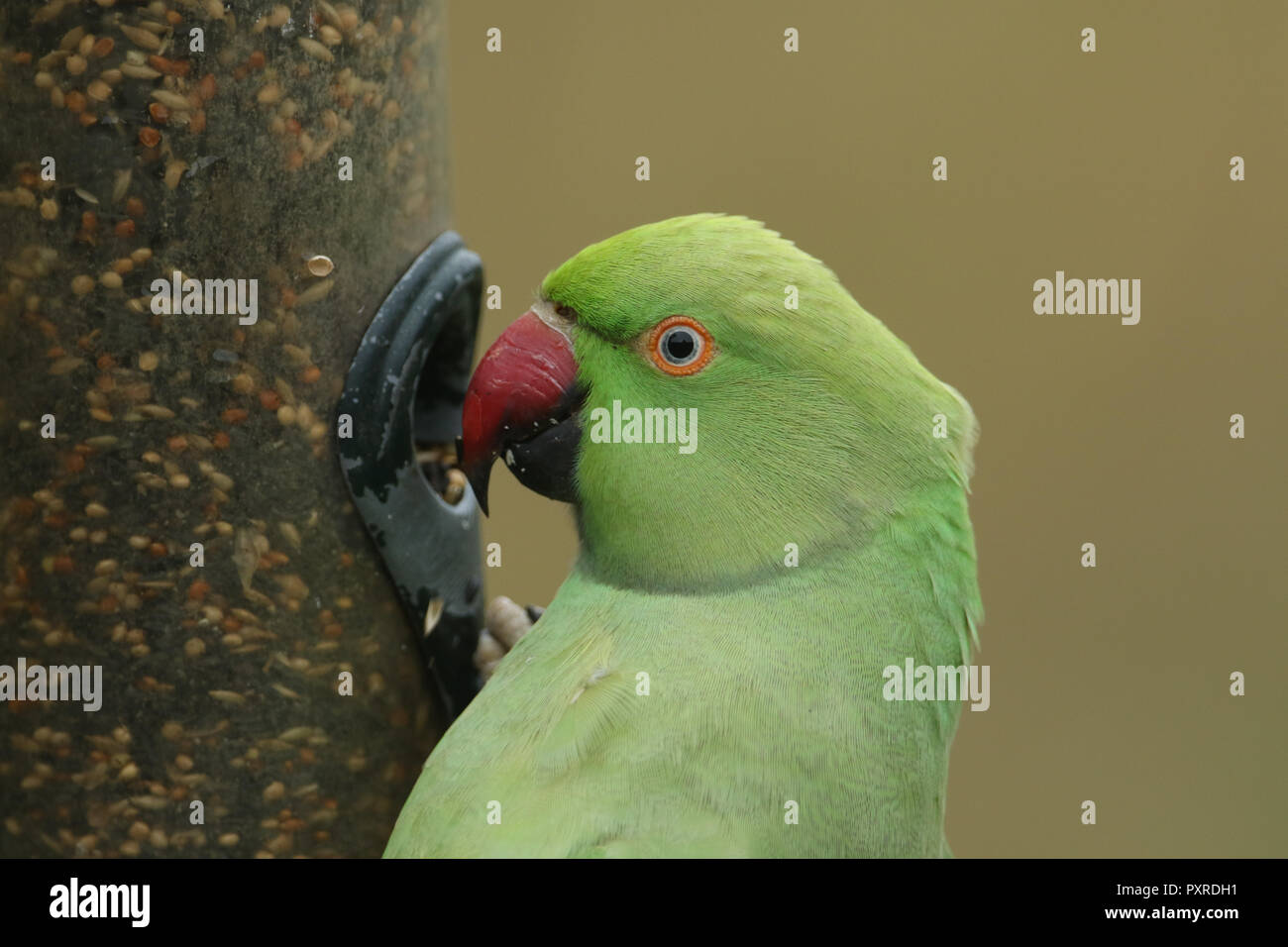 Un colpo alla testa di un anello di colli o rosa-inanellati parrocchetto alimentazione da un alimentatore di sementi. È IL REGNO UNITO più abbondanti naturalizzato parrot. Foto Stock