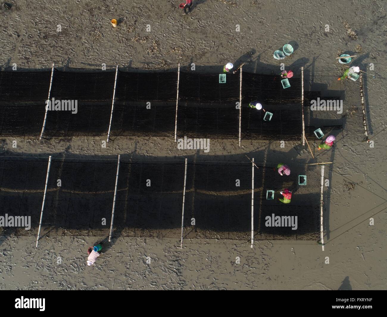 (181024) -- PUTIAN, 24 ottobre, 2018 (Xinhua) -- persone messe laver al sole nel villaggio Jiangshan di Putian, a sud-est della Cina di provincia del Fujian, 24 ottobre, 2018. Oltre 200 famiglie coltivano laver a offshore allevamenti marini in Jiangshan. Gli agricoltori locali sono impegnati nella raccolta di 133 ettari di conca. (Xinhua/Jiang Kehong)(mcg) Foto Stock