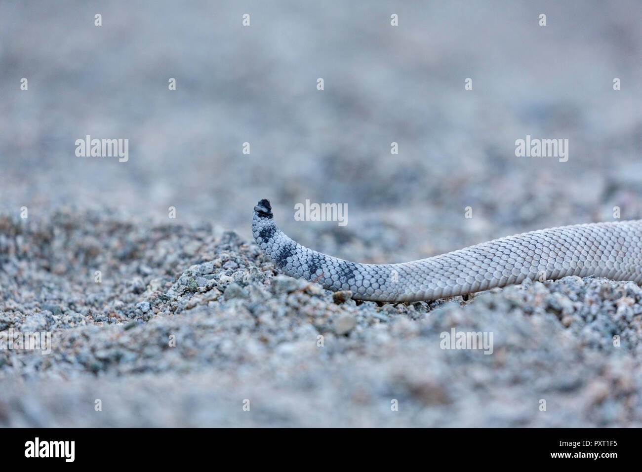 Cenere morph colorato dell'endemica rattleless rattlesnake, Crotalus catalinensis, Isla Santa Catalina, Baja California Sur, Messico Foto Stock