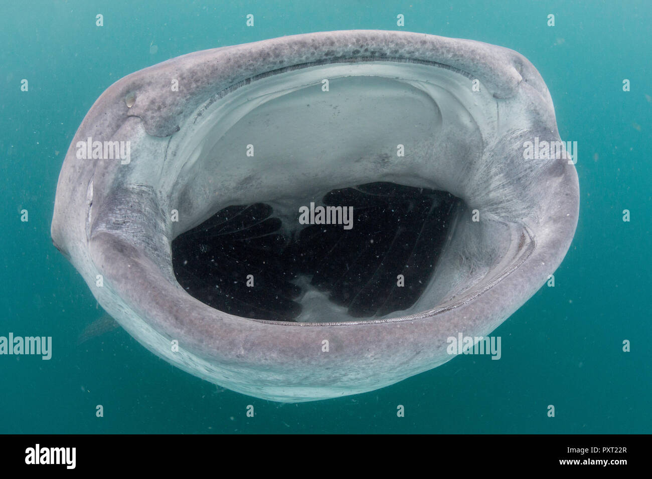 Squalo Balena, Rhincodon typus, filtro di alimentazione off subacquea El Mogote, vicino a La Paz, BCS, Messico Foto Stock