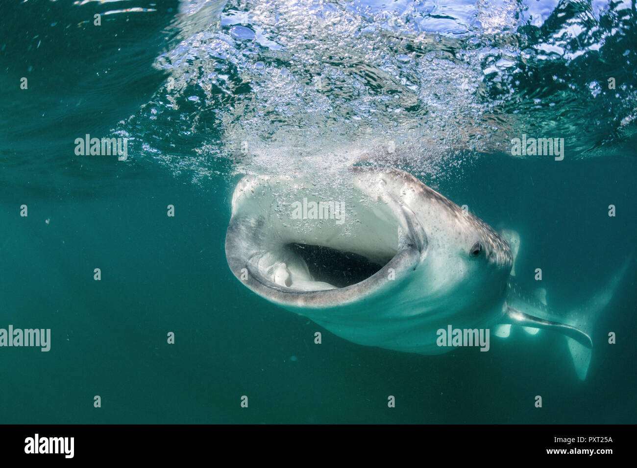 Squalo Balena, Rhincodon typus, filtro di alimentazione off subacquea El Mogote, vicino a La Paz, BCS, Messico Foto Stock