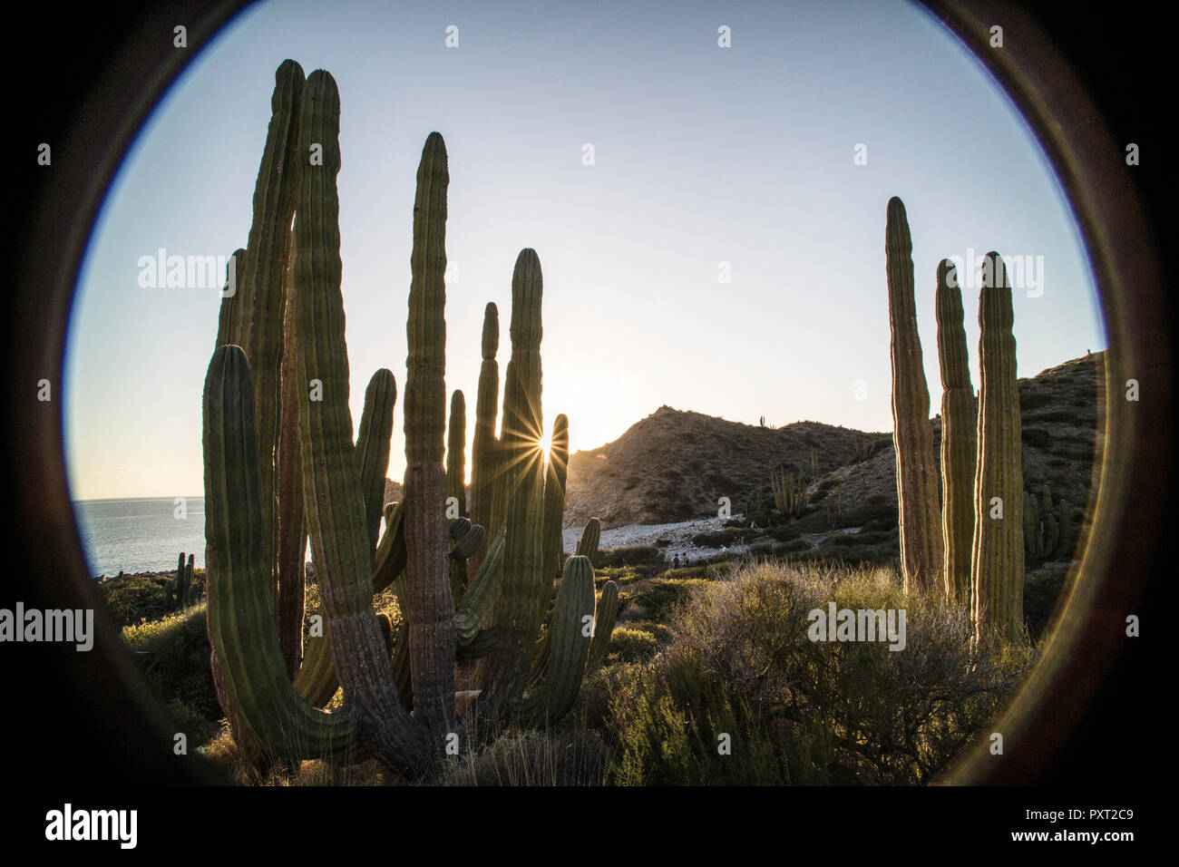 Cardon cactus, Pachycereus Pringlei, al tramonto su Isla Santa Catalina, BCS, Messico Foto Stock