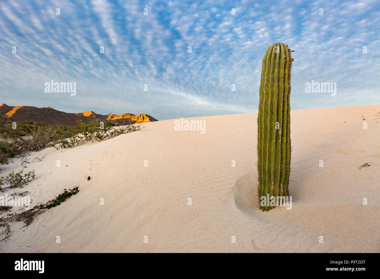 Cardon cactus, Pachycereus Pringlei, essendo coperta da dune di sabbia in Bahia Bonanza, BCS, Messico Foto Stock